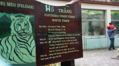  Thảo Cầm Viên Sài Gòn sẽ chuyển nhượng 16 con hổ