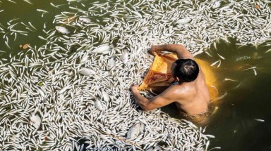  Hà Nội: Cá Hồ Tây bất ngờ chết trắng mặt hồ 