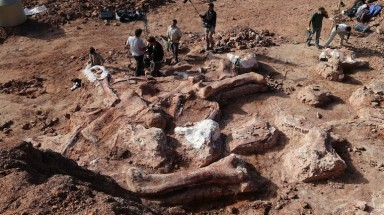  Phát hiện hóa thạch loài khủng long lớn nhất tại Brazil 