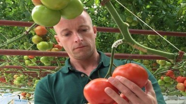   Mô hình nhà kính trồng cà chua đầu tiên trên thế giới sử dụng năng lượng Mặt Trời và nước biển 