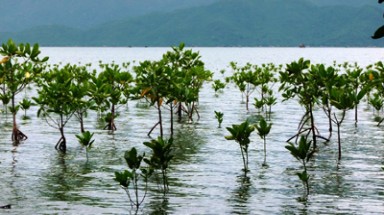 Philippines trồng rừng đước chống bão