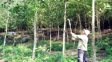  Bảo vệ và phát triển rừng đầu nguồn sông Đồng Nai