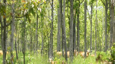  Nâng cao năng lực quản lý rừng cộng đồng