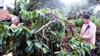   Đắk Lắk: Nhân rộng mô hình tổ dân phòng bảo vệ cà phê hiệu quả