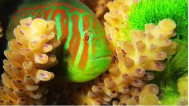  Có phải rong tảo trong nước sinh ra chất độc giết chết cá? 