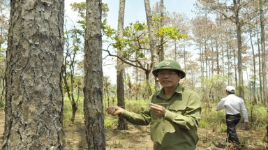  Tuyên Quang phấn đấu nâng độ che phủ rừng lên 64%