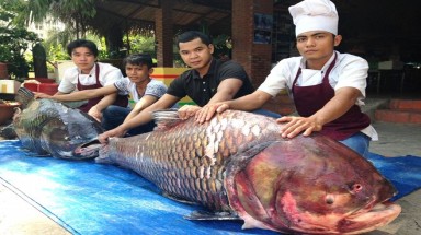  2 con cá hô nặng 240 kg về TP HCM