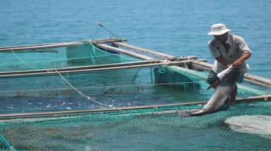  Khánh Hòa: Nhiều lồng cá bớp nuôi bị thiệt hại do mưa lũ làm ngọt hóa cục bộ vùng nuôi thủy sản 