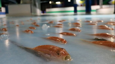  Nhật Bản chôn 5.000 con cá sống ở sân băng