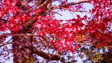 Thơ mộng mùa lá đỏ Nhật Bản