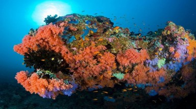   Vỏ đại dương có thể hấp thụ CO2