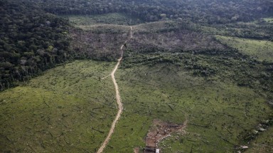 Diện tích rừng bị phá hủy tại Mexico tăng nhanh trong 10 năm qua