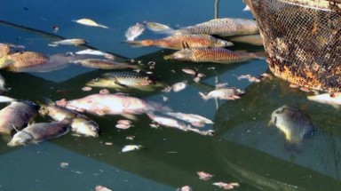  Đồng Nai: Hàng trăm ký cá chết mỗi ngày, người nuôi cá bè thiệt hại nặng