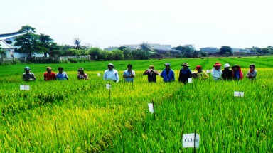  Nghiên cứu thành công hai giống lúa chịu mặn cho vùng cù lao Tân Phú Đông