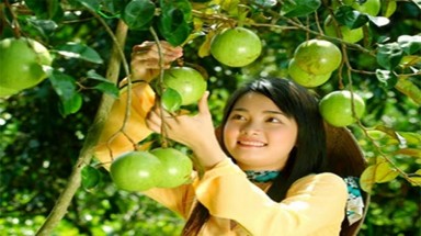  Đồng Nai: Ứng dụng công nghệ sinh học sản xuất trái cây sạch