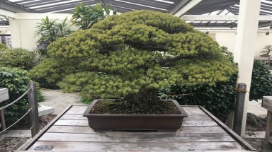  Cây bonsai sống sót trong trận bom nguyên tử