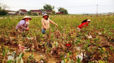  Bình Định: Mai Tết dính đầy bao ni lông sau lũ, nông dân khóc ròng