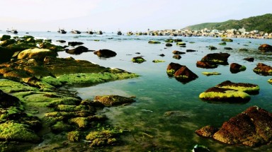  Ngỡ ngàng trước vẻ đẹp mùa rêu biển Nhơn Hải