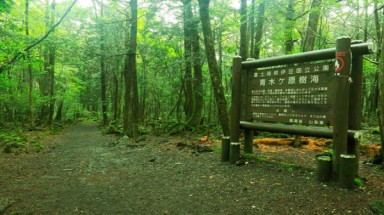  Bí ẩn khu rừng tự sát, đầy rẫy xác chết ở Nhật Bản